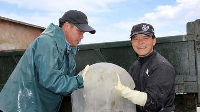 Les pêcheurs de Nghe An célèbrent la saison des méduses.