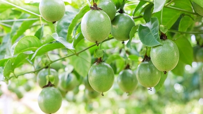 Gia Lai promotes the development of sustainable raw material areas for key agricultural products.