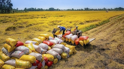 Le ministère de l'Industrie et du Commerce a publié la directive 08 visant à promouvoir les exportations de riz.