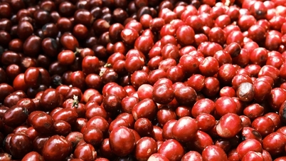 Oppdatering av kaffeprisen i dag, 20. mars 2026: Robusta stiger for fjerde økt på rad og passerer 92 500 VND/kg.