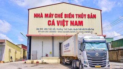 Lösungen für vietnamesischen Pangasius, um die Expansion auf dem Weltmarkt fortzusetzen.