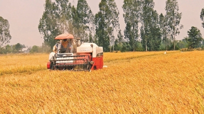 Prêts liés à la riziculture : un « levier » pour promouvoir le projet de riziculture de haute qualité d’un million d’hectares.