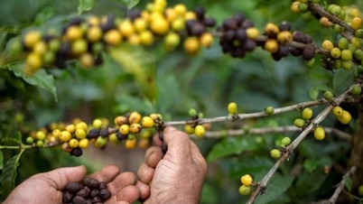 Eksport kopi segera Brazil meningkat sebanyak 13.9% pada Februari 2026 meskipun terdapat halangan tarif daripada AS.