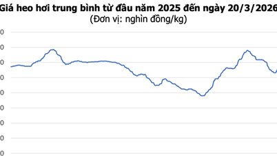 Sertéshúsárak ma, március 20-án: Dél-Vietnámban elérte a 68 000 VND/kg-ot, Észak-Vietnámban széles körű áremelkedések tapasztalhatók.
