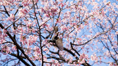 The capital city of Tokyo has officially entered cherry blossom season.