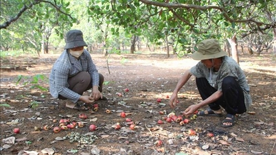 De cashewnotenprijzen stijgen enorm, maar de boeren blijven ontevreden vanwege mislukte oogsten.