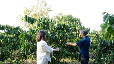 Las lluvias fuera de temporada calman la sed del café de Di Linh.
