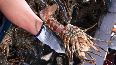 China is aggressively buying lobster from Vietnam.