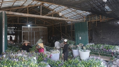 Desarrollar las fortalezas de las aldeas florales tradicionales en conjunto con la aplicación de alta tecnología.