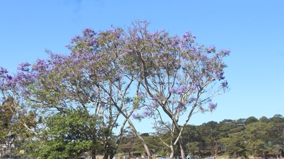 Purple flowers bloom throughout the spring.
