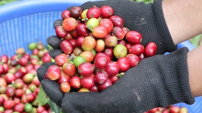 Harga kopi hari ini, 20 Maret: Harga domestik melebihi 92.000 VND/kg, harga Robusta dunia naik menjadi 52 USD/ton.