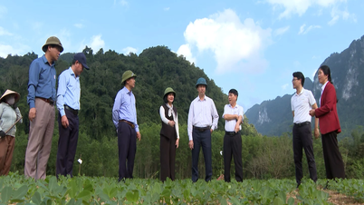 Os produtos agrícolas da Truong Son conquistam os padrões orgânicos europeus.