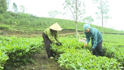 Soluciones oportunas para abordar las dificultades en la región productora de té de Ban Lau.