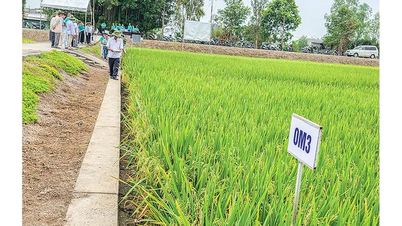 Many promising prospects from the new rice variety.