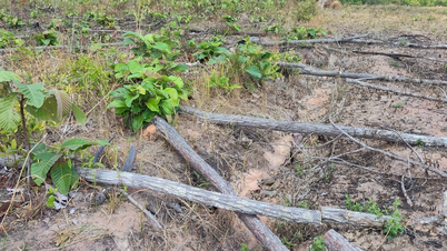 «Rydding» av 8 hektar med naturlig skog for å plante kassava, ris og mahogni.