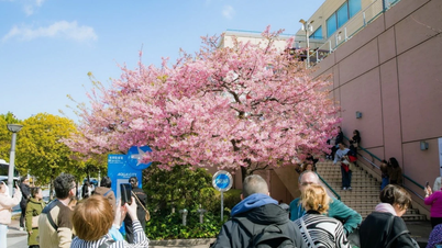 Du khách chiêm ngưỡng hoa anh đào nở sớm ở Tokyo, Nhật Bản