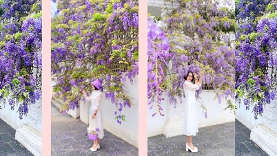 Lai Chau se llena de flores durante la temporada de floración.