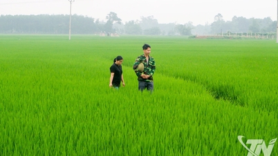 ខេត្ត Thai Nguyen បានដាំស្រូវដែលមានគុណភាពខ្ពស់ជាង ១៩.០០០ ហិកតា។