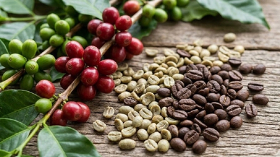 Coffee prices today, March 19th: Domestic market prices rise to 92,300 VND/kg.