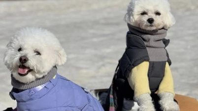 South Korea: Pet-friendly vacation services are booming during the spring travel season.