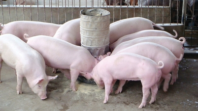 Harga daging babi hari ini, 20 Maret: Kenaikan yang meluas, mencapai harga tertinggi 68.000 VND/kg.