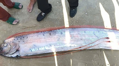 珍しいタツノオトシゴがラ・ジの海岸に打ち上げられ、漁師たちによって埋葬された。