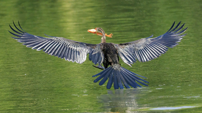 Beobachten Sie die seltenen Schlangenhalsvögel bei der Fischjagd am Crescent Lake in Ho-Chi-Minh-Stadt.