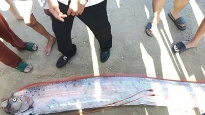 ラムドン省の海岸に巨大なリュウグウノツカイが打ち上げられているのが発見された。