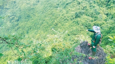 ডং থাই একটি প্রজাতি আবাসস্থল সংরক্ষণ এলাকা প্রতিষ্ঠার জন্য সচেষ্ট রয়েছে।