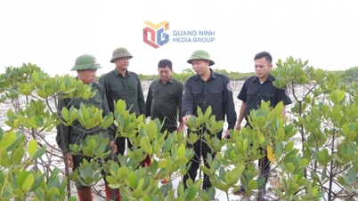 Păstrați culoarea verde a pădurilor de mangrove.