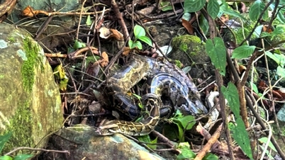 Muitas tartarugas, pítons e civetas raras foram devolvidas às florestas naturais do Sítio Histórico de Phong Nha.