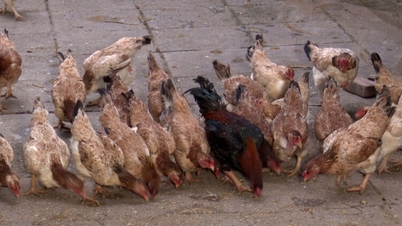 Conservation et développement des races de poulets inscrites dans le Livre rouge.