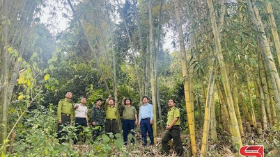 ការអភិរក្សពណ៌បៃតងនៃព្រៃការពារប្រើប្រាស់ពិសេស Thận Châu។