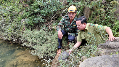 Releasing the rare striped-necked turtle back into its natural habitat.