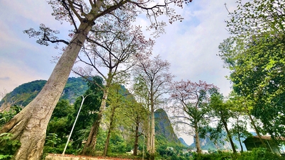 Admire the ancient kapok trees blooming with vibrant red flowers along the Ma River.