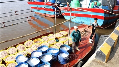 Provinsi Ninh Binh telah memberlakukan larangan sementara terhadap kegiatan penangkapan ikan di beberapa komune pesisir.