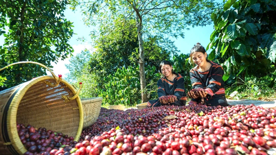 A mezőgazdasági exportvállalkozások tőkenyomásának enyhítése.