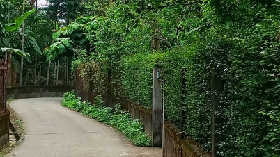 হিউ-তে বসন্তের আগমন, প্রাচীন থুই বিয়েউ গ্রামের মধ্য দিয়ে এক অলস পদচারণা।
