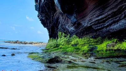 La temporada de musgo evoca recuerdos nostálgicos en medio del vasto océano de la isla de Ly Son.