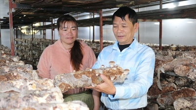 ផ្សិត Shiitake នៅលើភ្នំម្តាយ