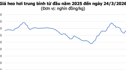 24 Mart itibarıyla domuz eti fiyatları: Güney Vietnam'da kilogram başına 69.000 VND'ye ulaşırken, Kuzey ve Orta Vietnam'da hafif düşüşler görüldü.