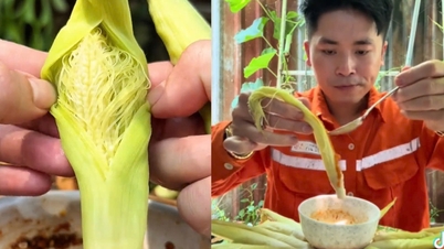 Τι είναι το baby corn που επαινείται για την νοστιμιά του ακόμα και όταν τρώγεται με το φλοιό και το μετάξι;