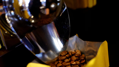Update van de koffieprijzen vandaag, 24 maart 2026: De prijzen dalen over de hele linie, waarbij de binnenlandse prijzen met 300-500 VND/kg dalen.