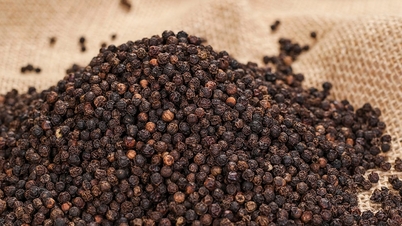کالی مرچ کی قیمت کی تازہ کاری آج، 24 مارچ 2026: 139,000 VND/kg تک تیزی سے اضافہ