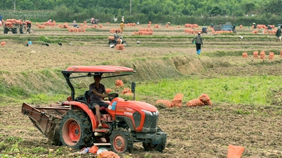 আন লাক: আলুর ক্ষেত থেকে পাওয়া আনন্দ