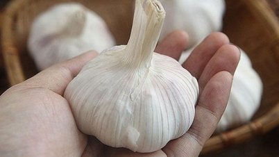 ¿Cuáles son los beneficios de comer ajo todos los días para la salud cardiovascular?