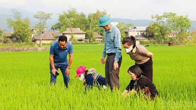 Nghia Lo Ward proactively prevents and controls rice blast disease affecting the winter-spring rice crop.