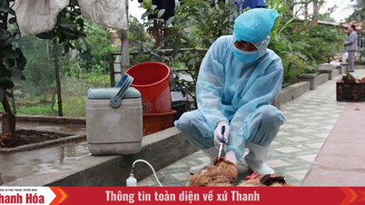 Thanh Hoa ili, hayvan hastalıkları salgınlarının üstesinden gelmek için yerel yönetimlere ek fon ayırdı.
