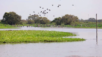 Fenntartható megoldások keresése a Mekong-delta vizes élőhelyeinek ökoszisztémája számára.