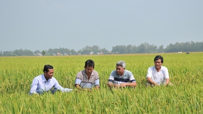 ការព្យាករណ៍​ការនាំចេញអង្ករសម្រាប់ឆ្នាំ ២០២៦ បង្ហាញពីបញ្ហាប្រឈមជាច្រើន។
